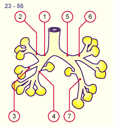 media/module18/r1b_entwicklung_st23.gif