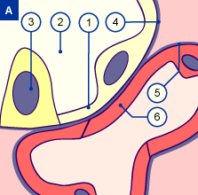 media/module18/r1h_basallamina.gif