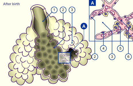 media/module18/r1j_sacc_alveo_after.gif