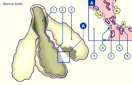 media/module18/r1j_sacc_alveo_before.gif