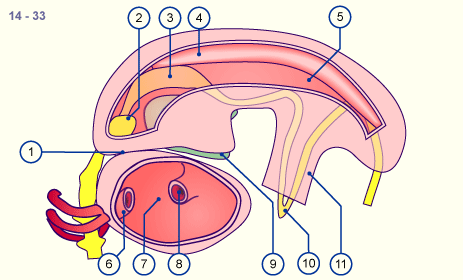 media/module18/r4d_zoelom14_detail.gif