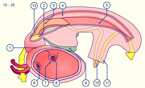 media/module18/r4e_zoelom16.gif