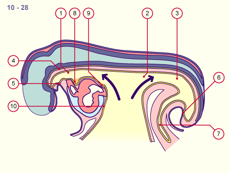 media/module19/s0b_Flexion2.gif