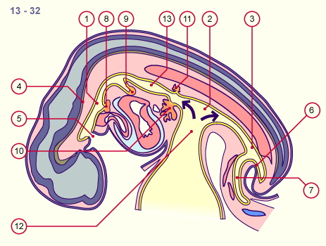 media/module19/s0c_Flexion3.gif