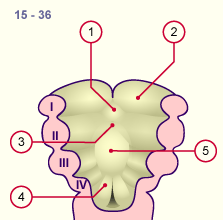 media/module19/s1h1_Zunge1.gif