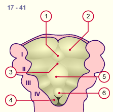 media/module19/s1h2_Zunge2.gif