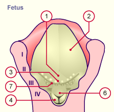 media/module19/s1h5_Zunge5.gif