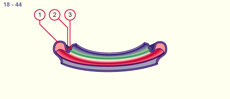 media/module19/s1j1_Zahnleiste1a.gif