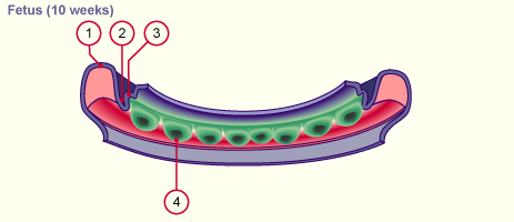 media/module19/s1j2_Zahnleiste2a.gif