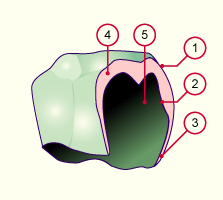 media/module19/s1n_Hertwig.gif