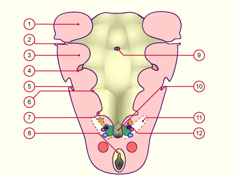 media/module19/s1q1_PharOrigin.gif