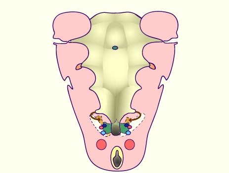 media/module19/s1q3_PharOriginThmin.gif