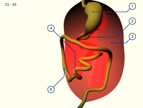 media/module19/s3b10_Darmdrehung23.gif