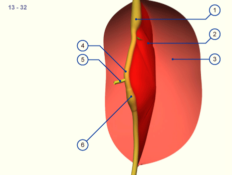 media/module19/s3b1_Darmdrehung13.gif