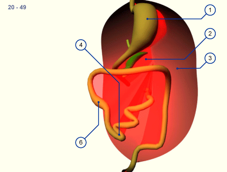 media/module19/s3b7_Darmdrehung20.gif