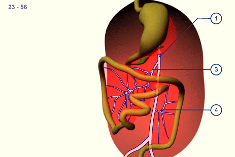 media/module19/s5b3_Durchblutung23.gif