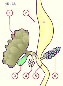 media/module19/s6a2_Pankreas15.gif