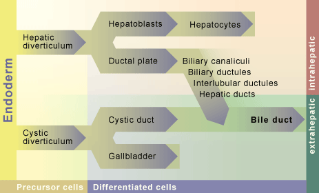 media/module19/s7d_ductalsystem.gif