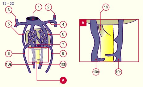 media/module19/s7l1_VenenUmbilical13.gif