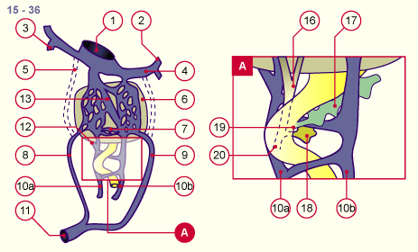 media/module19/s7l2_VenenUmbilical15.gif