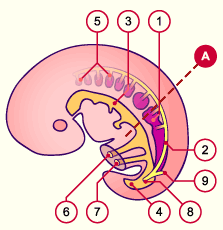 media/module20/t3a2_evolmesonephro.gif