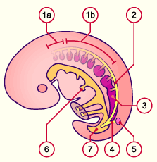 media/module20/t3a3_evolmesonephro.gif