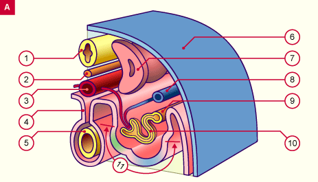 media/module20/t3b_devmesonephro.gif