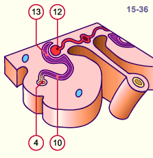 media/module20/t3d4_excretmeso.gif