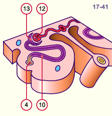 media/module20/t3d5_excretmeso.gif