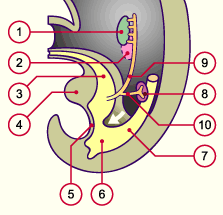 media/module20/t4p1_migr.gif