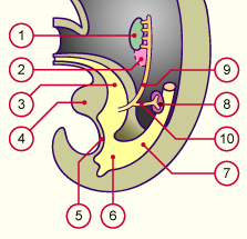 media/module20/t4p1_migr_sans_fleche.gif