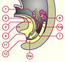 media/module20/t4p3_migr.gif