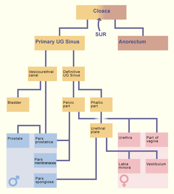 media/module20/t5_sinus_urogenitalis.gif