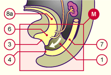 media/module20/t5a2_sepcloac.gif