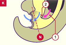 media/module20/t5b1_sepcloac.gif