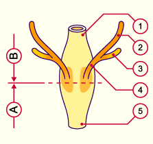 media/module20/t5c_vessieN.gif