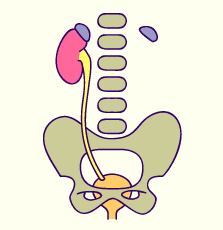 media/module20/t6a_agenesie.gif