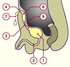 media/module20/t6q2_fistborgne.gif