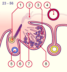 media/module21/u3f4_different.gif