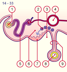 media/module21/u3fm1_different.gif