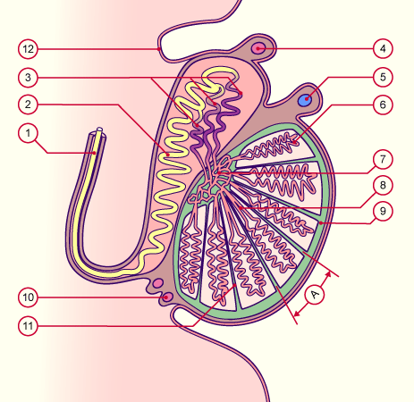 media/module21/u3o_stroma.gif