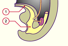 media/module21/u3yf1_devuretre.gif