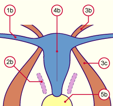 media/module21/u3yg3_diffuterus.gif