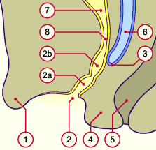 media/module21/u3za1N_formvag.gif