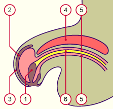 media/module21/u3zc1_formpenis.gif