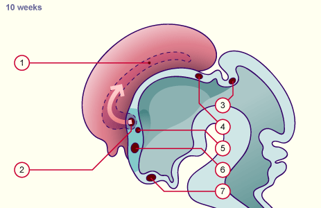 media/module22/v10e_corcaleux_10w.gif