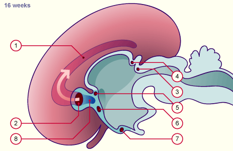 media/module22/v10e_corcaleux_16w.gif