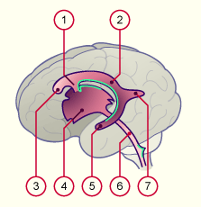 media/module22/v10h_ventriclateral.gif