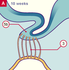 media/module22/v10m_olfact_10w.gif