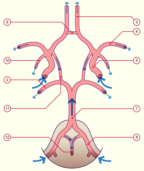 media/module22/v11c_circulcereb_3.gif